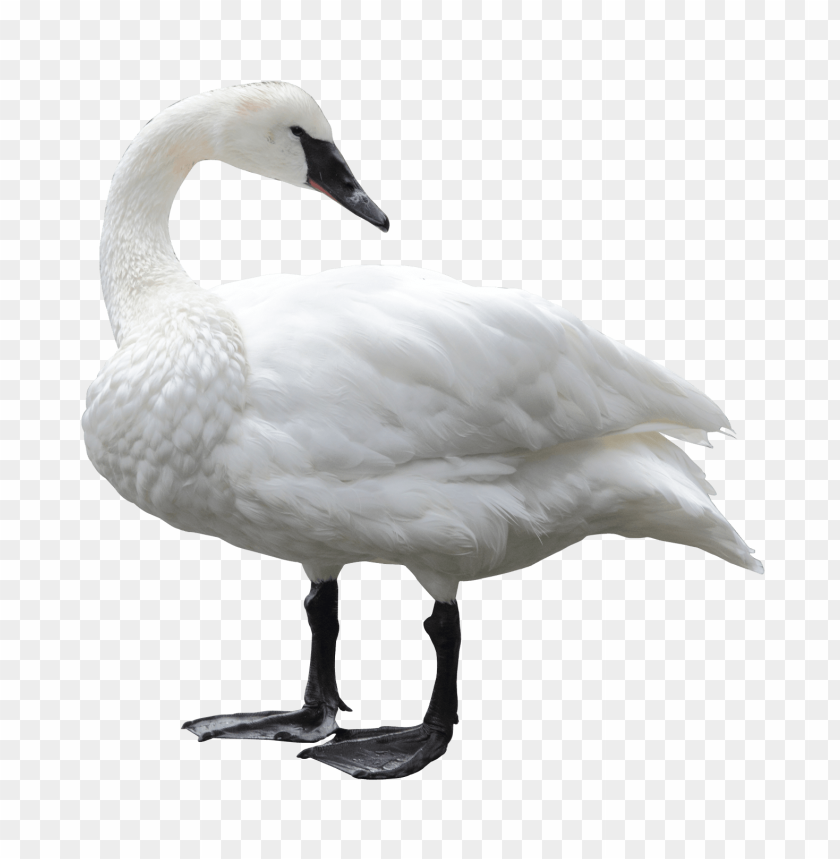 duck, swan, bird