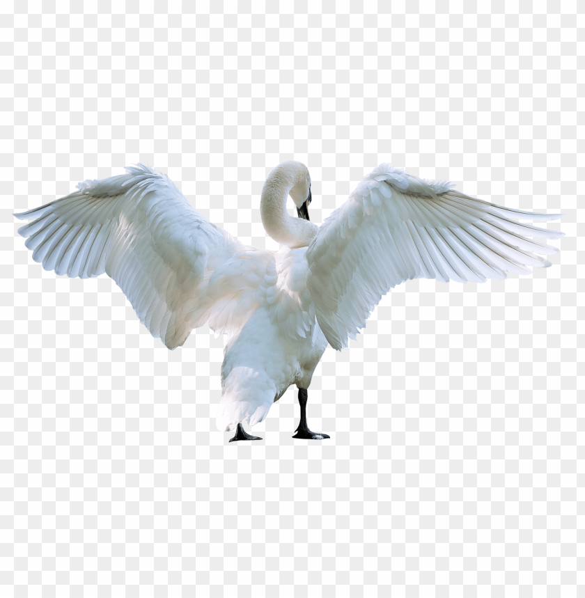 birds, swan