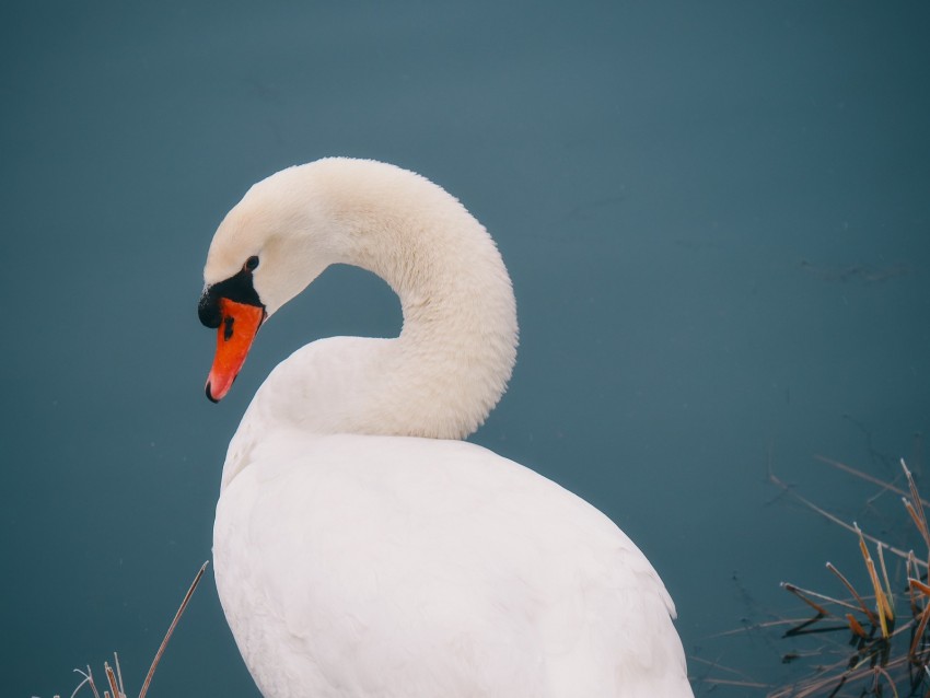 swan, bird, white, water