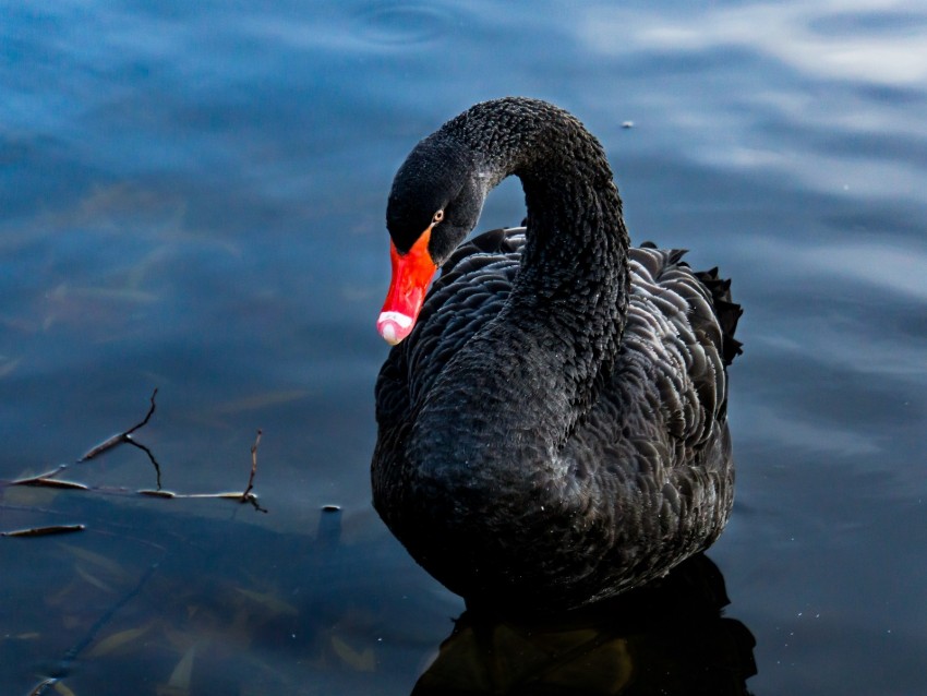 swan, black, bird, lake, swim