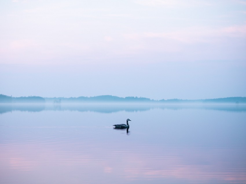 swan, fog, lake, bird