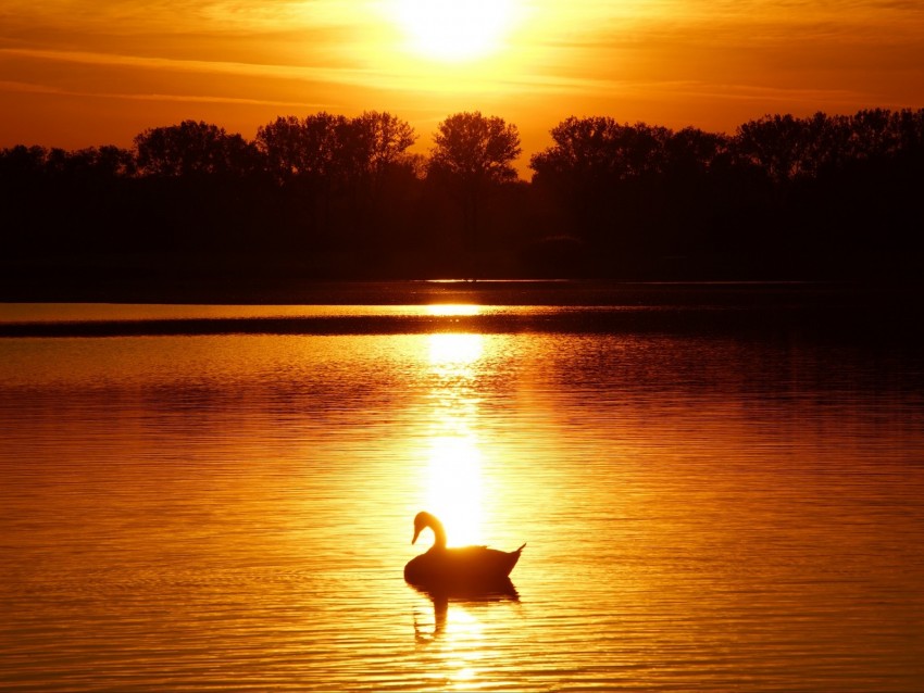 swan, sunset, pond, trees, horizon