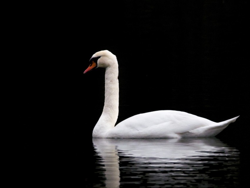 swan, white, lake, reflection, black, contrast, bird