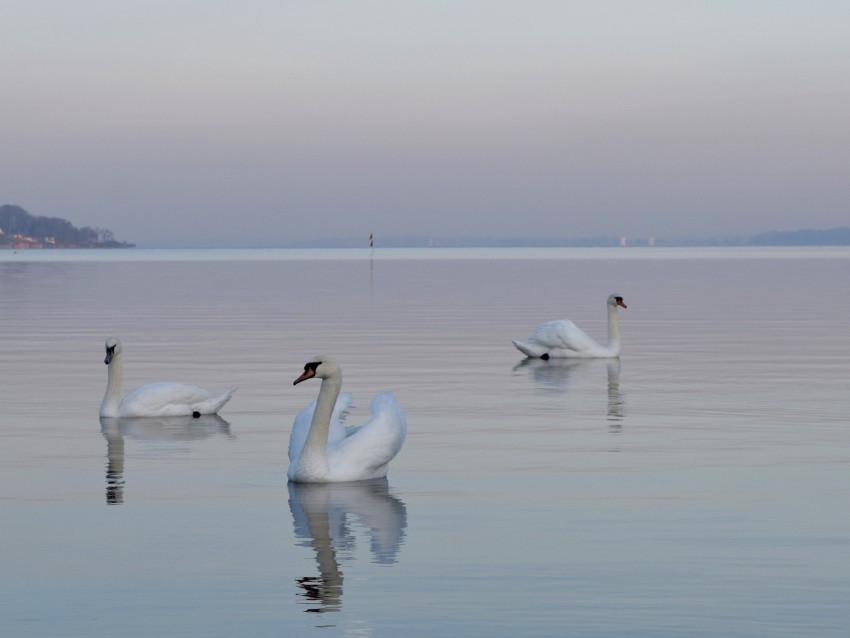 swans, birds, water, swimming, horizon, fog