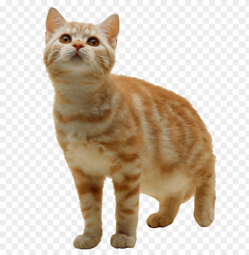 sweet cat kitten png png images background - Image ID 9701