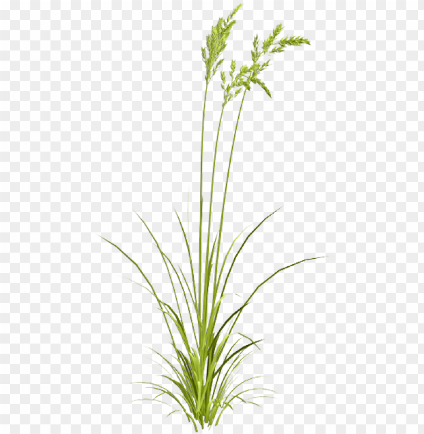 sweet grass PNG image with transparent background@toppng.com