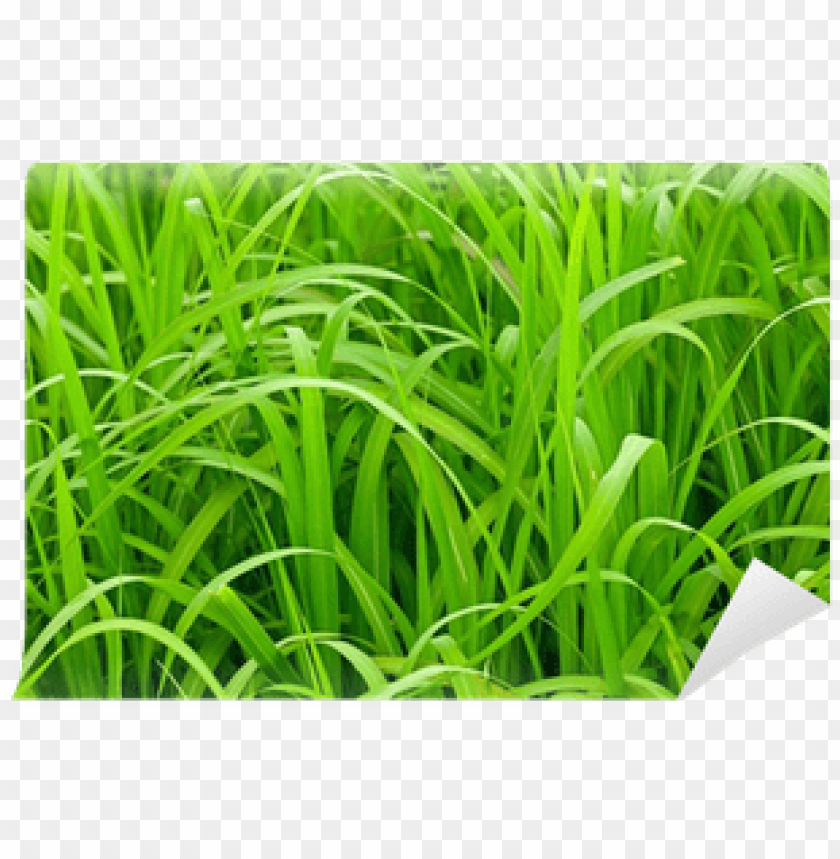 sweet grass PNG transparent with Clear Background ID 81068