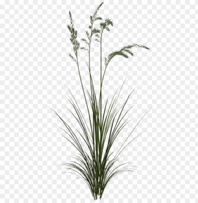 sweet grass PNG transparent with Clear Background ID 81070