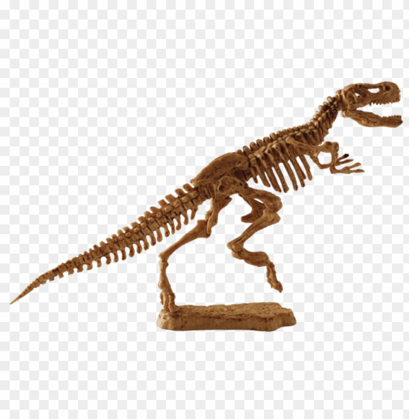 animals, dinosaurs, t-rex fossil, 