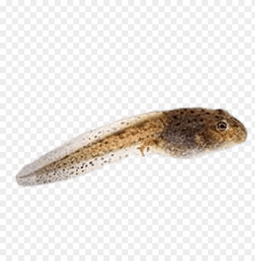 tadpole png images background - Image ID 65813