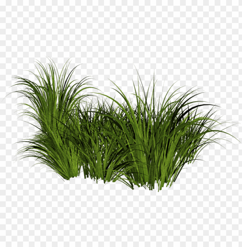 tall grass transparent background PNG transparent with Clear Background ID 81006