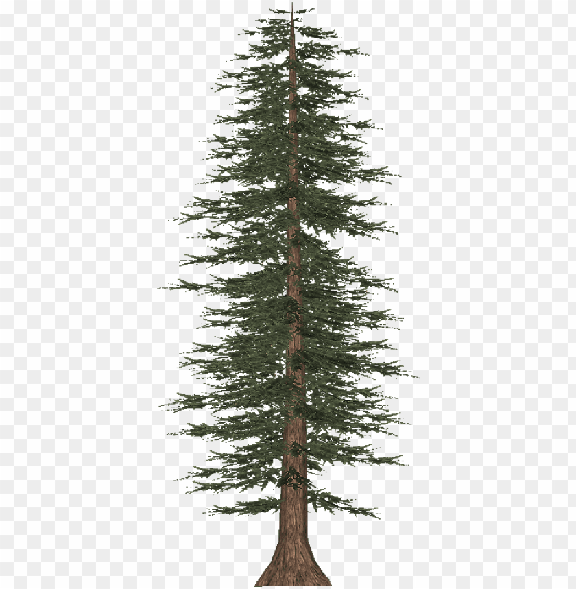 Tall Pine Tree Png Pine PNG Image With Transparent Background