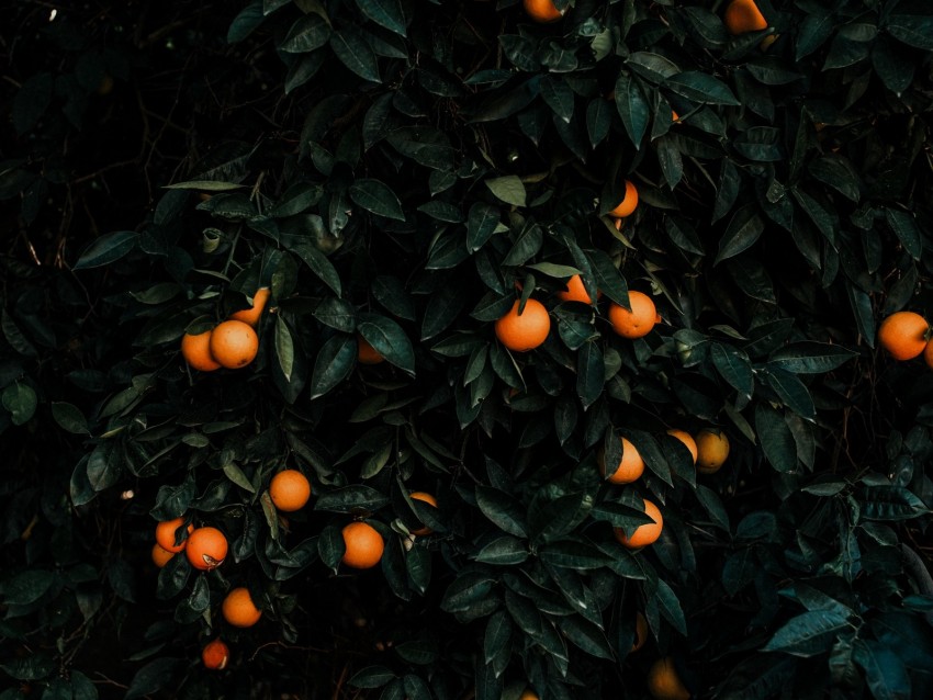 tangerines, bush, fruits, citrus, plant