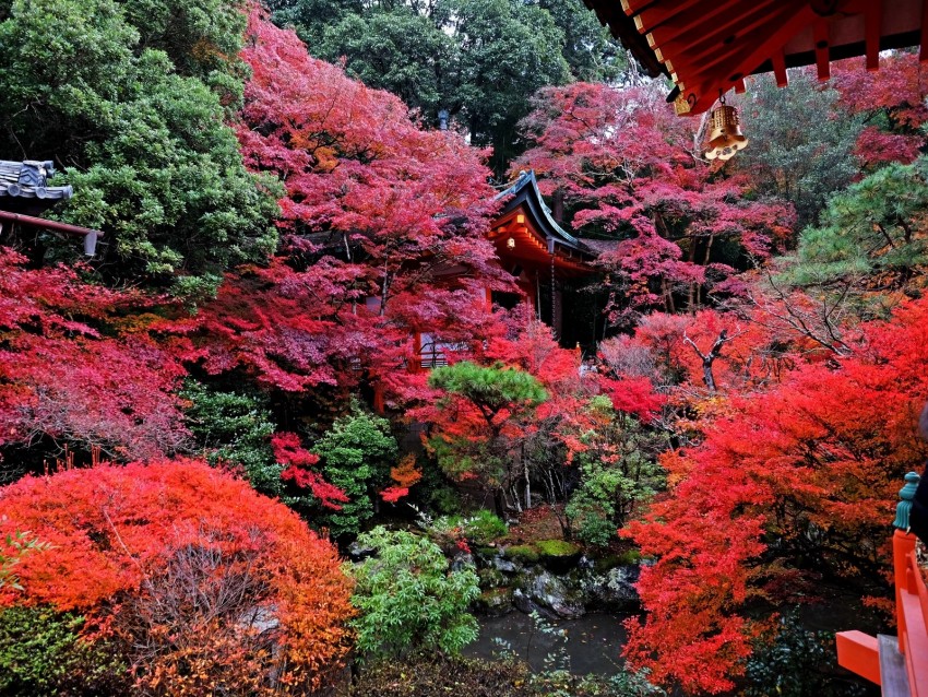 temple, autumn, japan, kyoto
