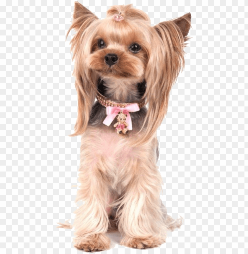 Download Terrier Drawing Yorkie Poo Clipart Library Yorkshire Terrier Png Image With Transparent Background Toppng