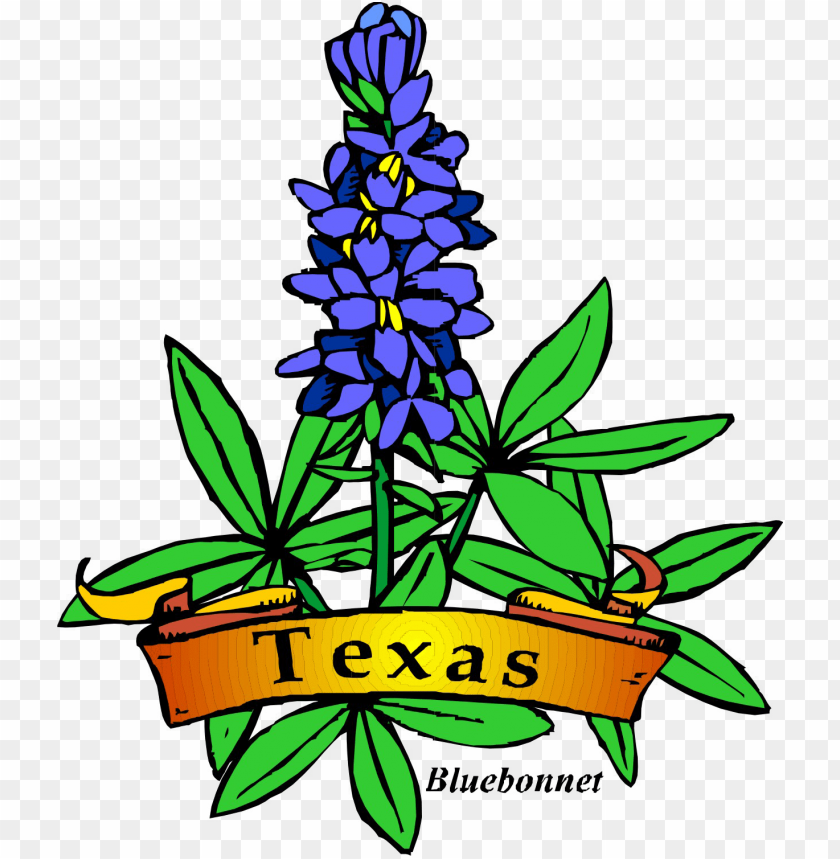 free PNG texas theme day camp, shac png royalty free download - texas state flower drawi PNG image with transparent background PNG images transparent