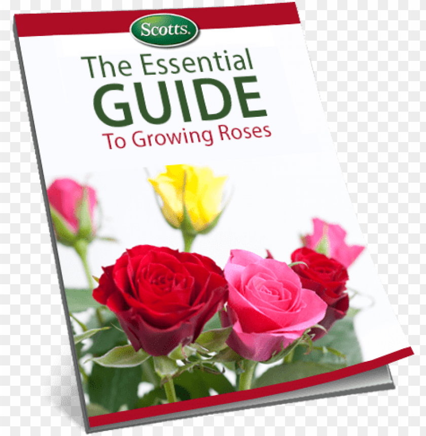 the essential guide to growing roses - rose PNG image with transparent background@toppng.com