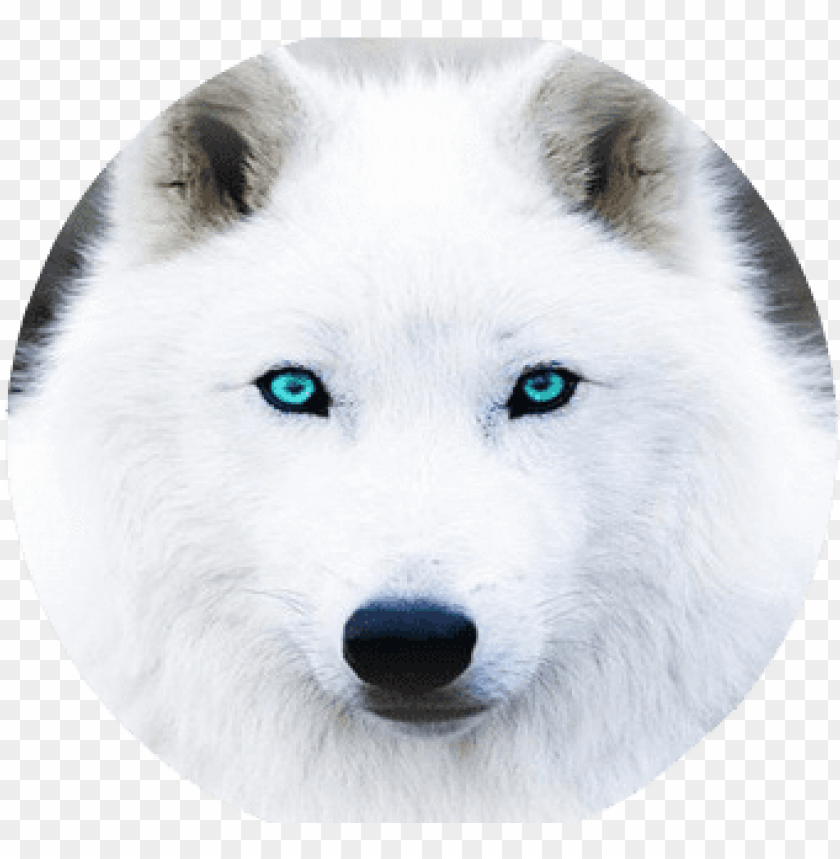 The White Wolf With Blue Eye S By White Wolf With Aqua Eyes Png