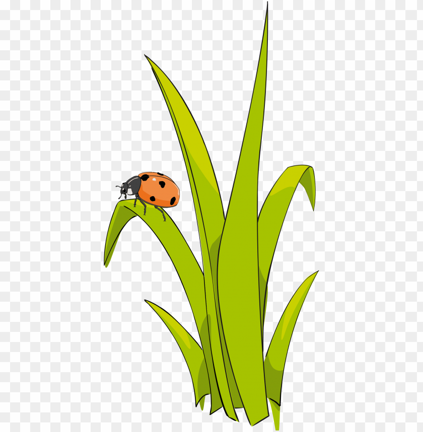 Ladybug Icon, Transparent Ladybug.PNG Images & Vector - FreeIconsPNG