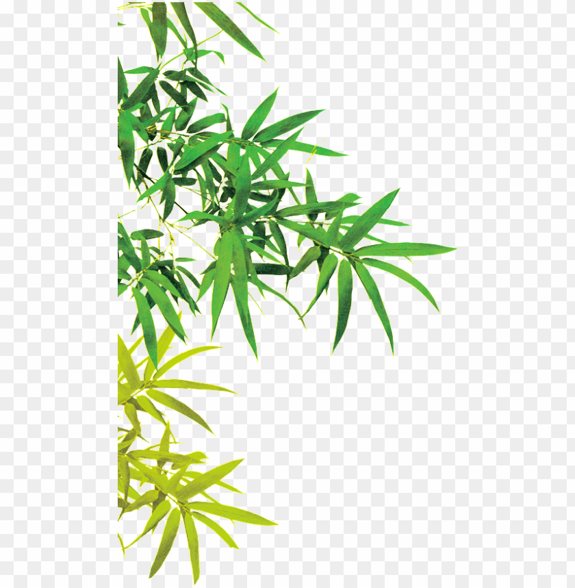 free PNG this graphics is beautiful picture of bamboo leaves - china bamboo PNG image with transparent background PNG images transparent