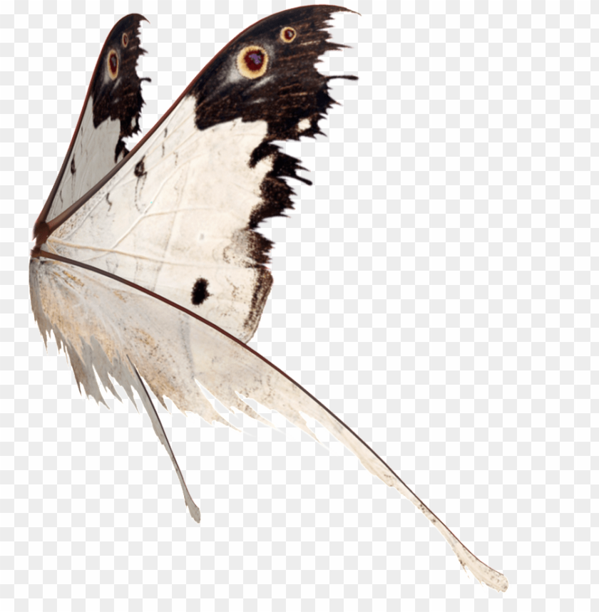 this graphics is butterfly wings transparent about butterfly PNG transparent with Clear Background ID 206295