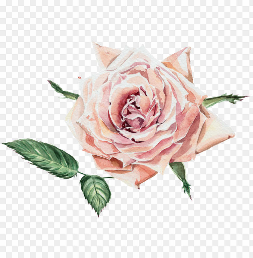 free PNG this graphics is fragrant transparent watercolor flowers - tantinet romantic rose floral photo wall mural, 368x248 PNG image with transparent background PNG images transparent