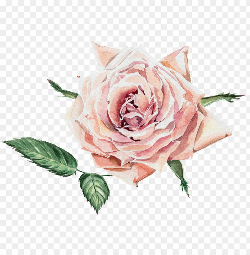 this graphics is fragrant transparent watercolor flowers tantinet romantic rose floral photo wall mural 368x248 PNG transparent with Clear Background ID 164705