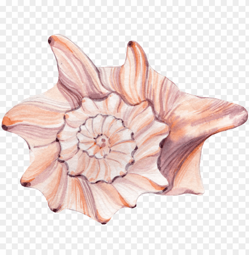free PNG this graphics is hand painted rare shell png transparent - portable network graphics PNG image with transparent background PNG images transparent