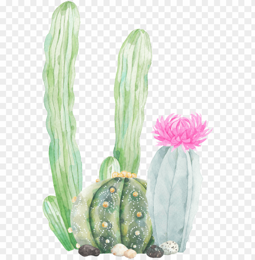 free PNG this graphics is hand painted three cactus png transparent - cactus png transparent PNG image with transparent background PNG images transparent