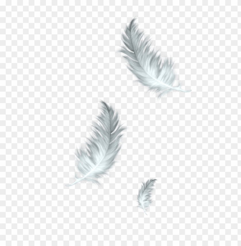 three, feathers, white, grey