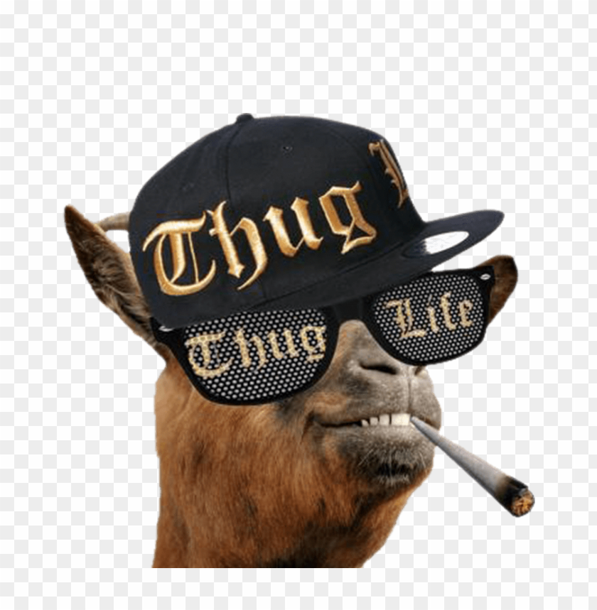 memes, thug life, thug life stuff
