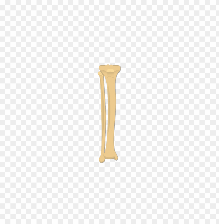 people, bones of the body, tibia and fibula bones, 