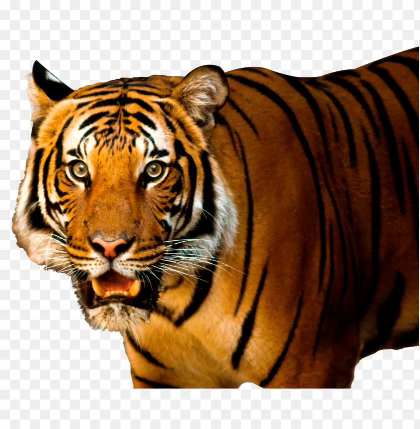 
animals
, 
tiger
