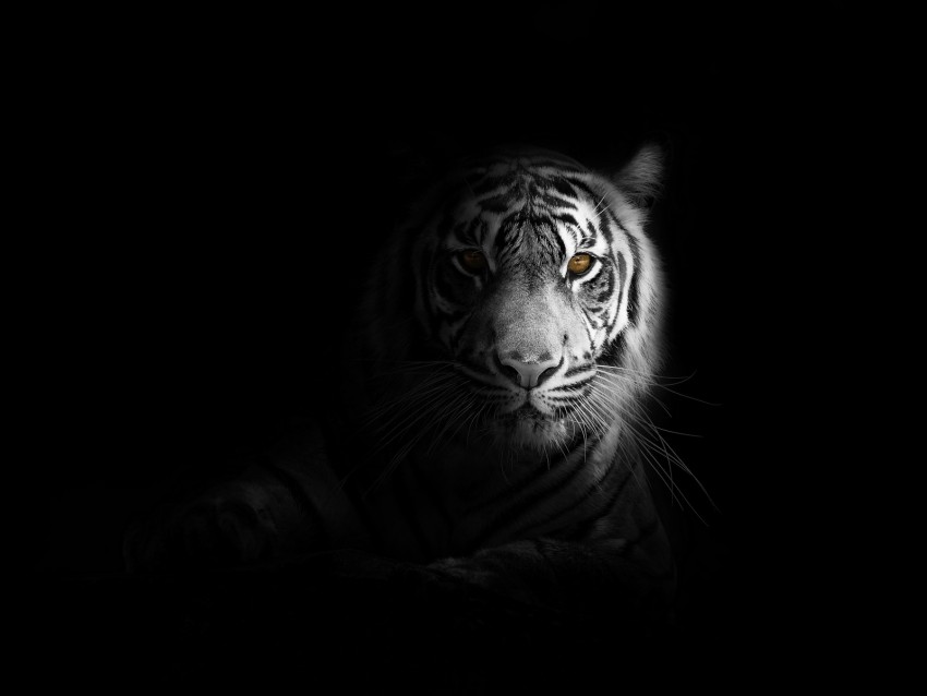 Tiger Big Cat Predator Glance Shadow Black And White Png - Free PNG Images