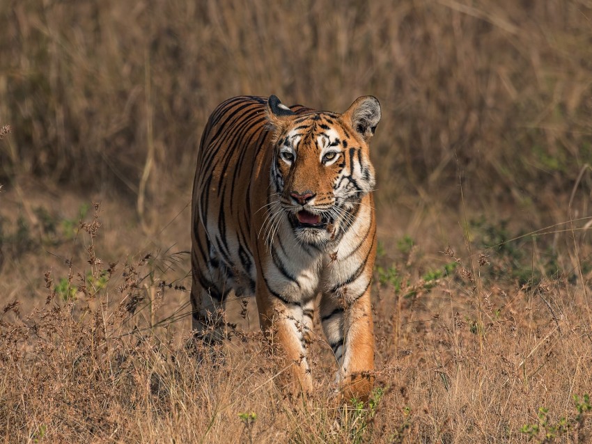tiger, big cat, predator, wildlife, savanna
