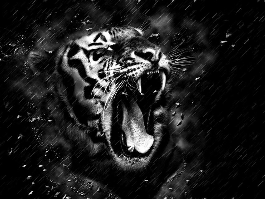 tiger, grin, bw, predator, fangs