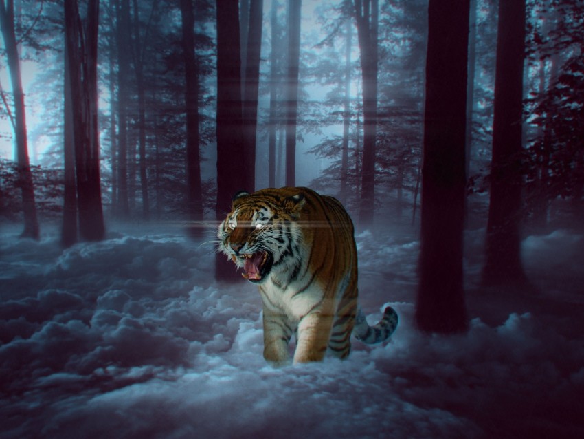 tiger, grin, photoshop, forest, fog