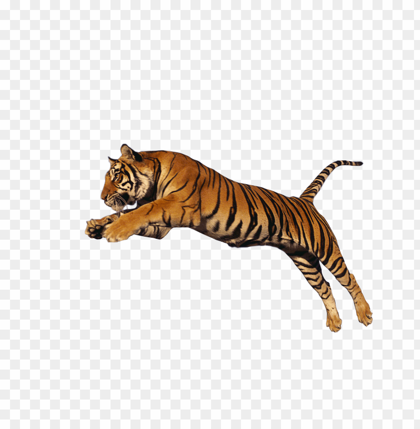 animals, tigers, tiger jump high, 