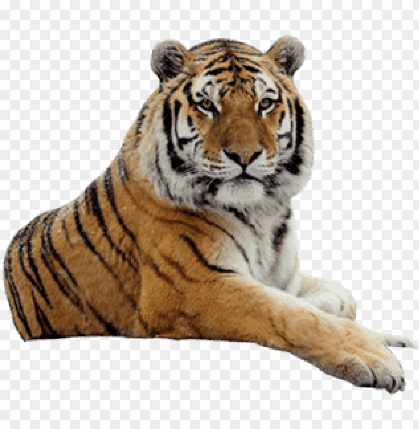 animals, tigers, tiger looking, 