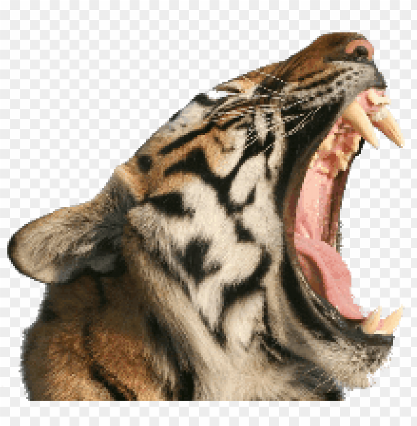 animals, tigers, tiger open mouth, 