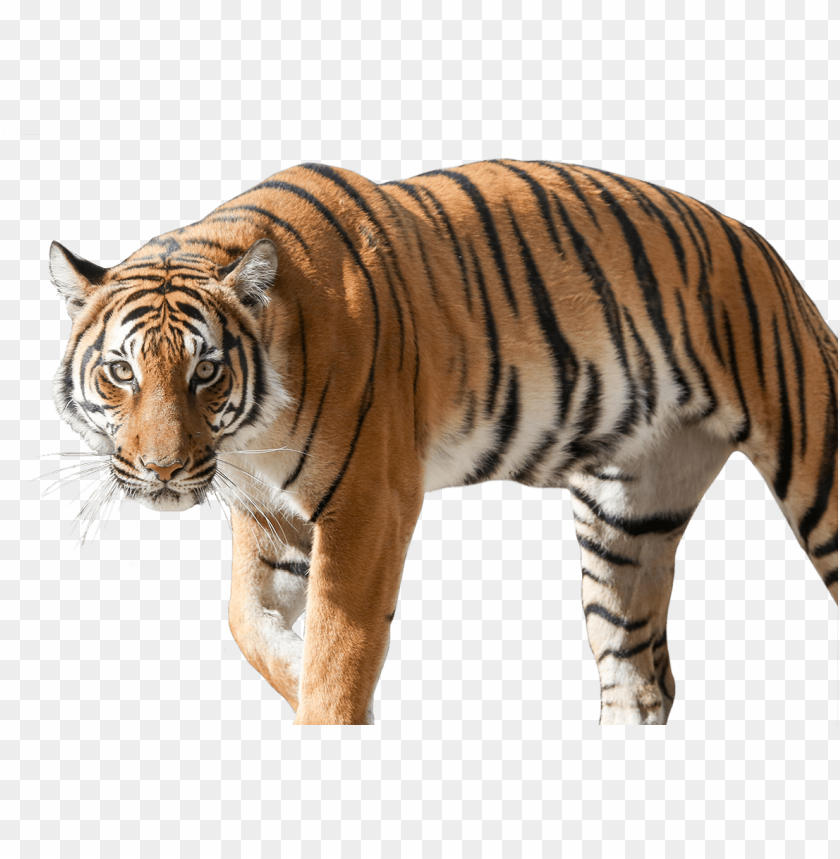 tiger picture - siberian tiger PNG image with transparent background |  TOPpng