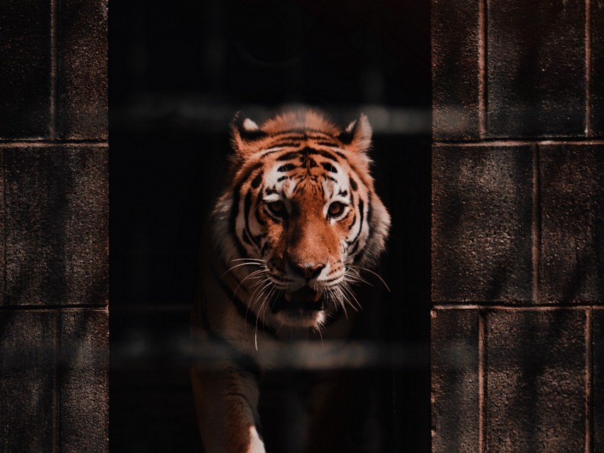 tiger, predator, big cat, wild