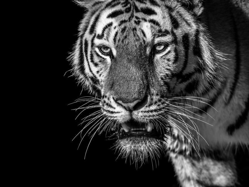 tiger, predator, looks, bw, wild, striped
