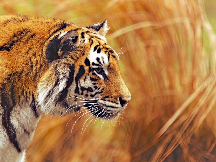 tiger, predator, wildlife, big cat, striped