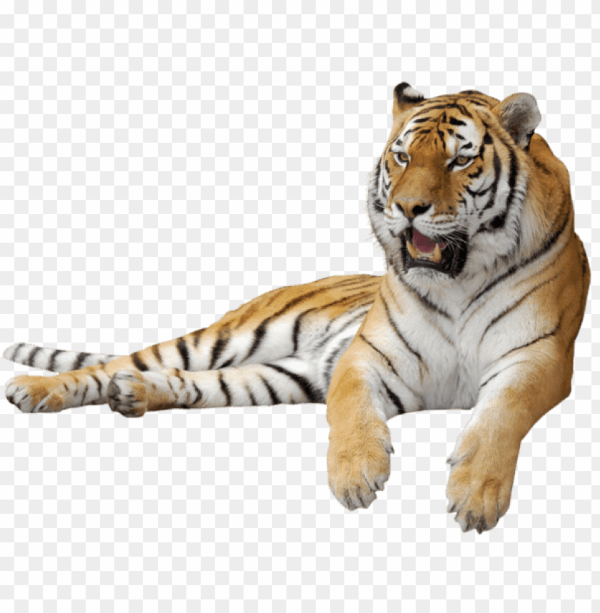 tiger side view sitting