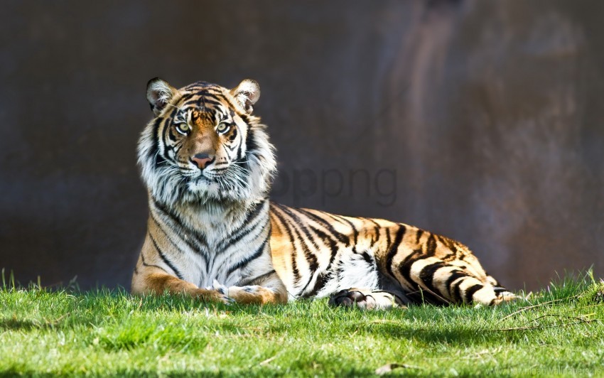 Tiger Staring Wallpaper PNG Transparent Background