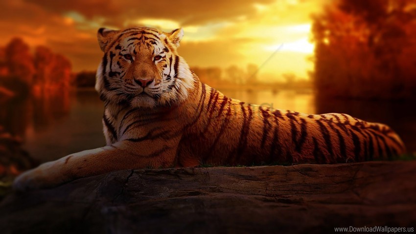 tiger wallpaper background best stock photos | TOPpng