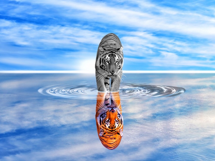 tiger, water, reflection, color, black and white, sky, wave