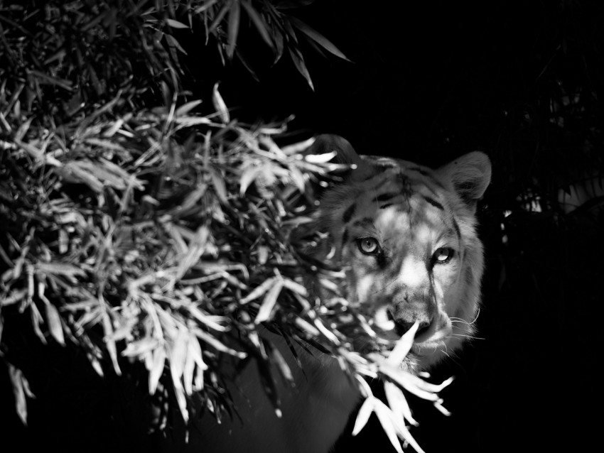 tiger, white tiger, bw, hide, branches