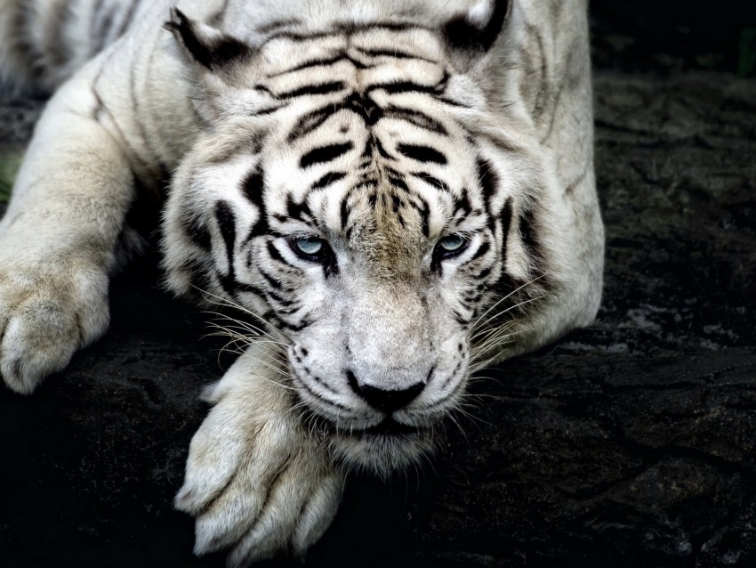 tiger, white tiger, predator, glance, paw